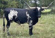 BWD TEXAS OREO