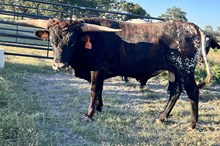 SLC Texas Outlaw